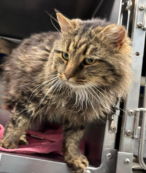Leo - At shelter