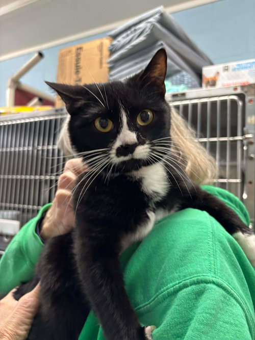 Domino - At shelter