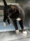 Domino - At shelter