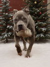 Kane: Not at the shelter (Tiffany)