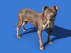 Kane: Not at the shelter (Tiffany)