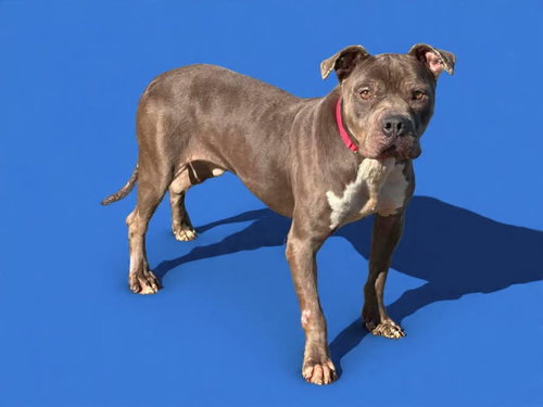 Kane: At shelter