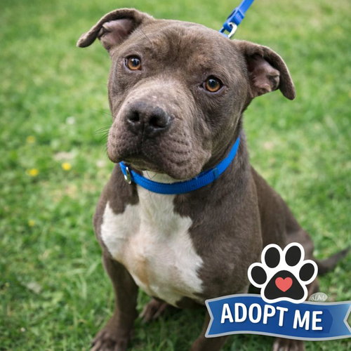 Kane: Not at the shelter (Tiffany)