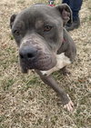 Kane: Not at the shelter (Tiffany)