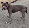 Kane: Not at the shelter (Tiffany)