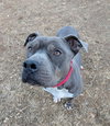 Kane: Not at the shelter (Tiffany)