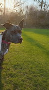 Luna - At shelter