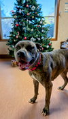 Luna - At shelter