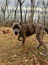 Luna - At shelter
