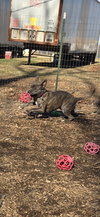 Luna - At shelter