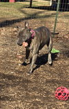 Luna - At shelter