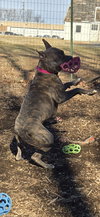 Luna - At shelter