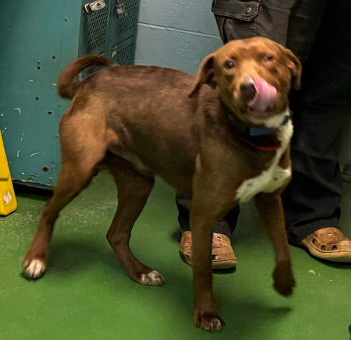 Roo - At shelter available 12/21