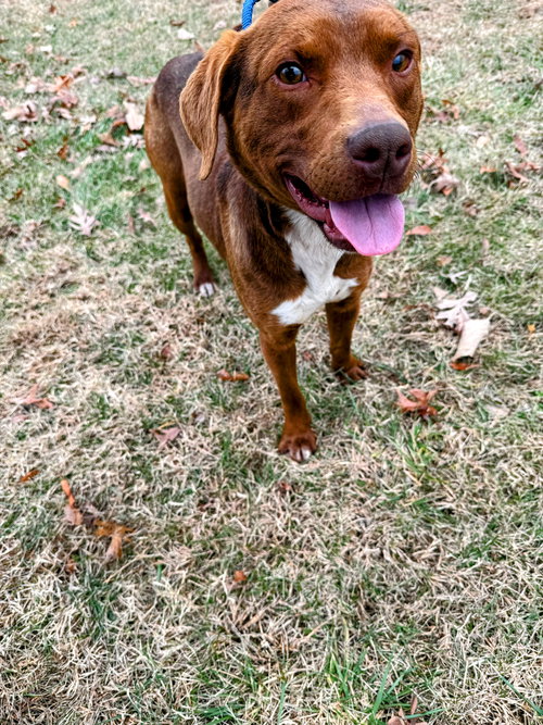 Roo - At shelter available 12/21