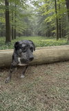 Draco - At shelter