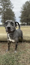 Draco - At shelter
