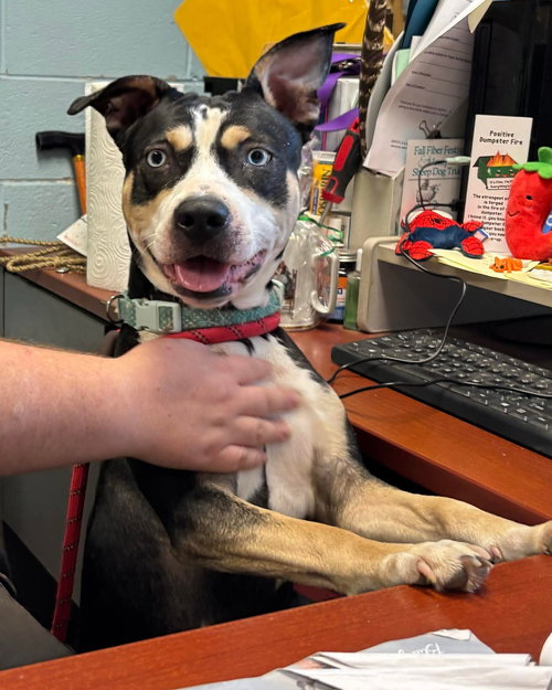 Daisy - At shelter