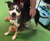 Daisy - At shelter