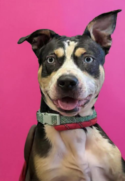 Daisy: At shelter