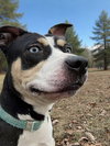 Daisy: Not at shelter (Tiffany)