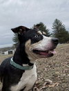 Daisy: Not at shelter (Tiffany)