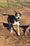 Daisy: Not at shelter (Tiffany)