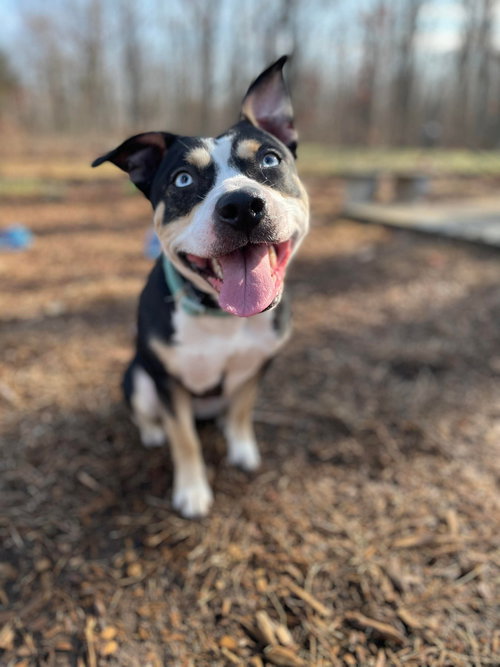 Daisy: At shelter