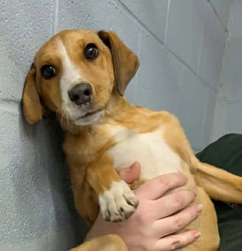 Snowden - At shelter available 12/23