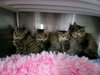 Duchess: Not at shelter (Jordan)