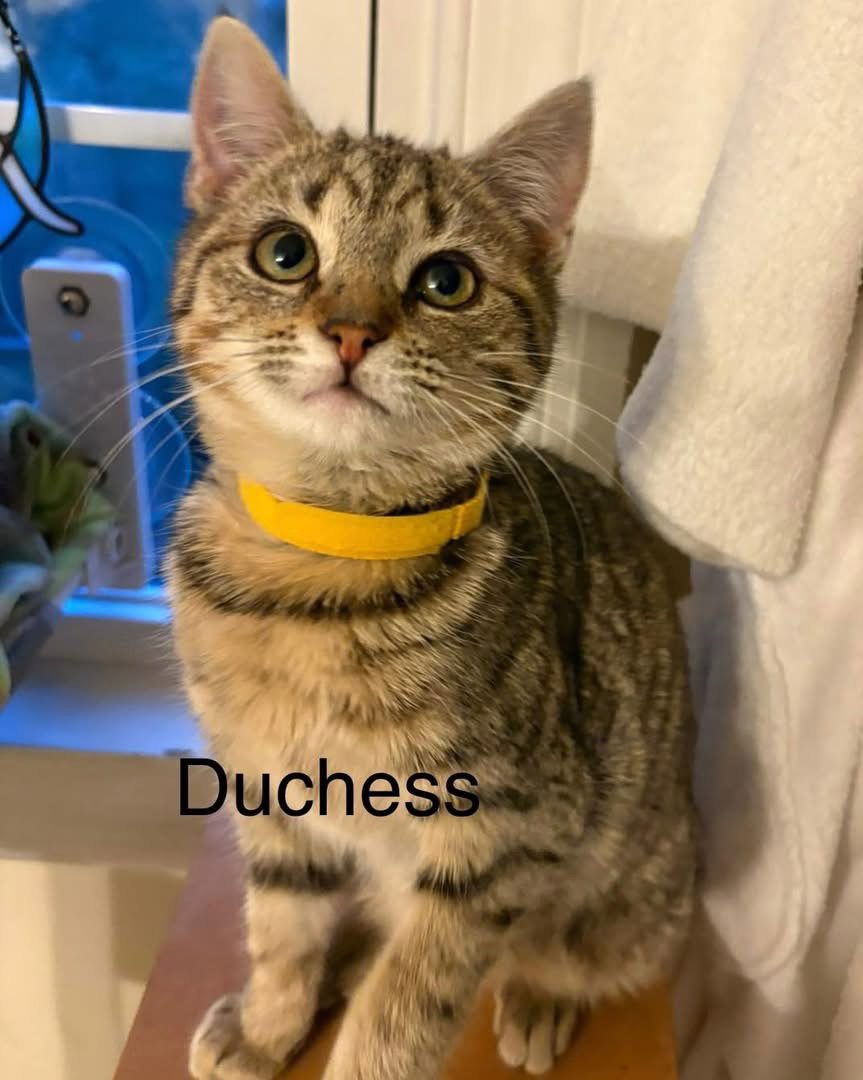 Duchess: Not at shelter (Jordan) Image