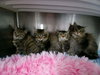 Baron Tiny Trifle: Not At shelter (Jordan)