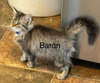 Baron Tiny Trifle: Not At shelter (Jordan)
