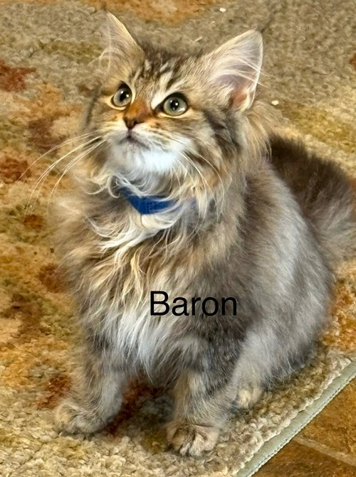 Baron Tiny Trifle: Not At shelter (Jordan)