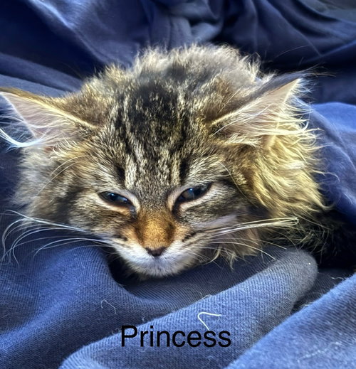Princess Teeny Taffy: Not at shelter (Jordan)