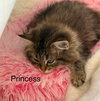 Princess Teeny Taffy: Not at shelter (Jordan)