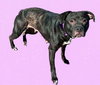 Athena: At Shelter