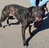 Athena: At Shelter