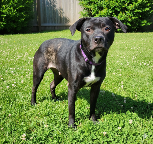 Athena: Not at Shelter (Emily)