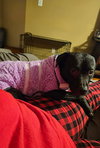 Athena: Not at Shelter (Emily)