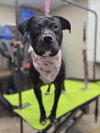 Athena: Not at Shelter (Emily)