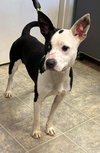 Peanut - At shelter