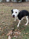 Peanut - At shelter