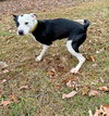 Peanut - At shelter