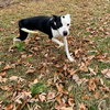 Peanut - At shelter