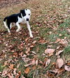 Peanut - At shelter