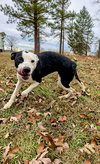 Peanut - At shelter