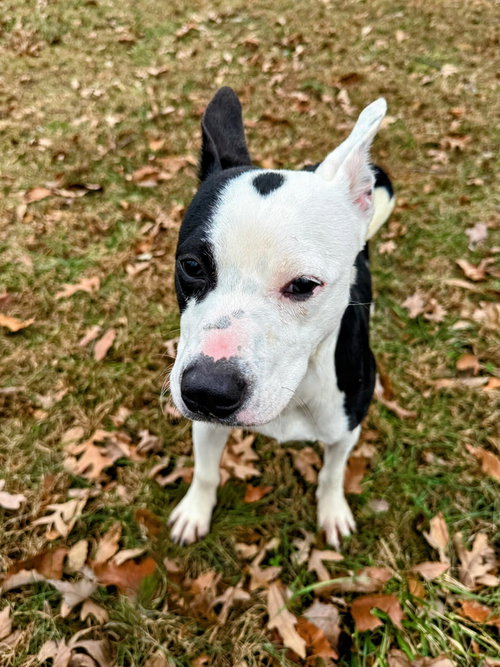 Peanut - At shelter