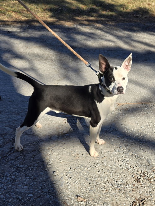 Peanut - At shelter