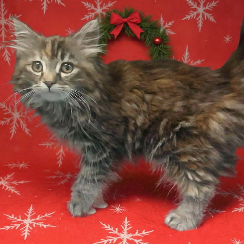 Elfie: Not at the Shelter (Faith)