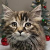 Elfie: Not at the Shelter (Faith)